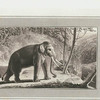 Elephant.