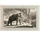 Elephant.