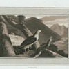 Goshawk.