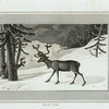 Rein Deer.