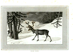 Rein Deer.