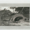 Cassowary.