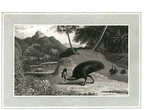 Cassowary.