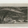 African birds' nest. [Pl. 2]