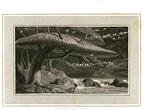 African birds' nest. [Pl. 2]