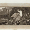 Cockatoo.