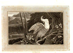 Cockatoo.