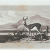 Spring Bok.