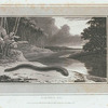 Electric Eel.