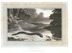 Electric Eel.