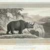Rhinoceros.