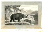 Rhinoceros.