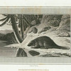 Beaver.