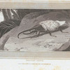Hercules Beetle.