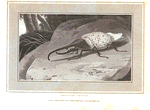 Hercules Beetle.
