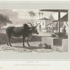 Indian Ox.
