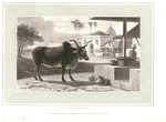 Indian Ox.