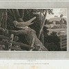 Cockoo.