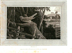 Cockoo.