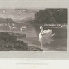 Wild Swan.