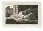 Guana.