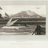 Flying Fish.