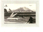 Flying Fish.