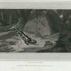 Salamander.