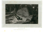 Salamander.