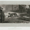 Fox.