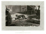 Fox.