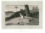 Jerboa.