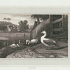 Goose.