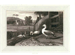 Goose.