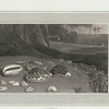 Cowry.