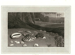 Cowry.