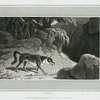 Wolf.