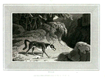 Wolf.