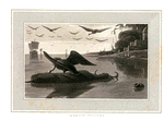 Carrion Vulture.