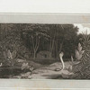 Cobra de Capello.