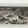 Water Ouzel.