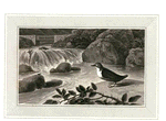 Water Ouzel.