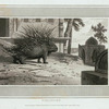Porcupine.
