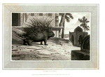 Porcupine.