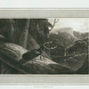 Stag Beetle.