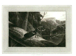 Stag Beetle.