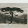 Cedar Tree.