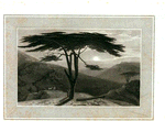 Cedar Tree.