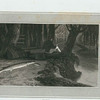 Pike.