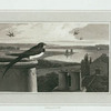 Swallow.